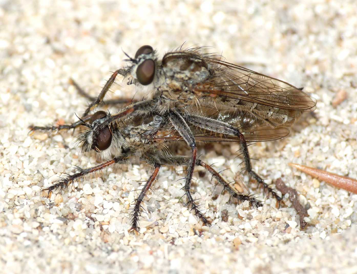 Asilidae in accoppiamento